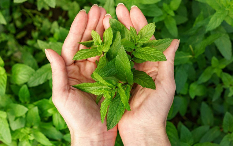 Natural herbal leaves sourced through sustainable practices at Umalaxmi Organics