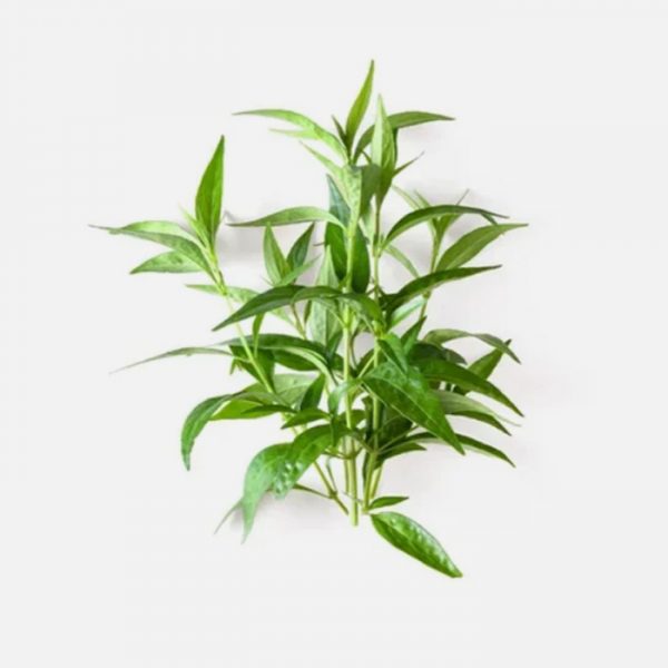 Andrographis Paniculata 95%
