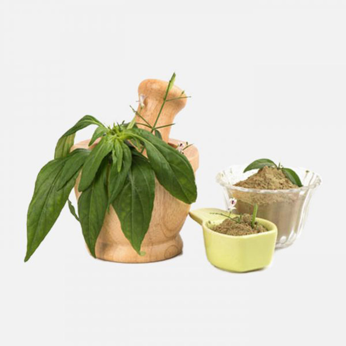 Andrographis Paniculata (Green Chiretta) Extract