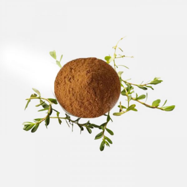 Bacopa Monnieri Extract
