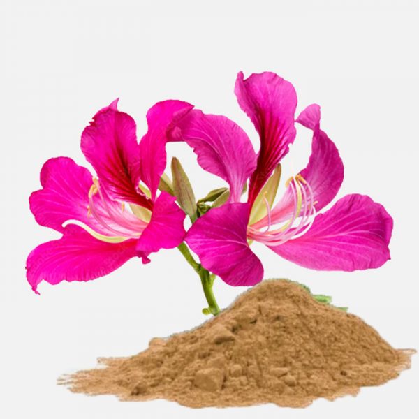 Bauhinia Variegata Purpurea Extract (Purple Orchid)