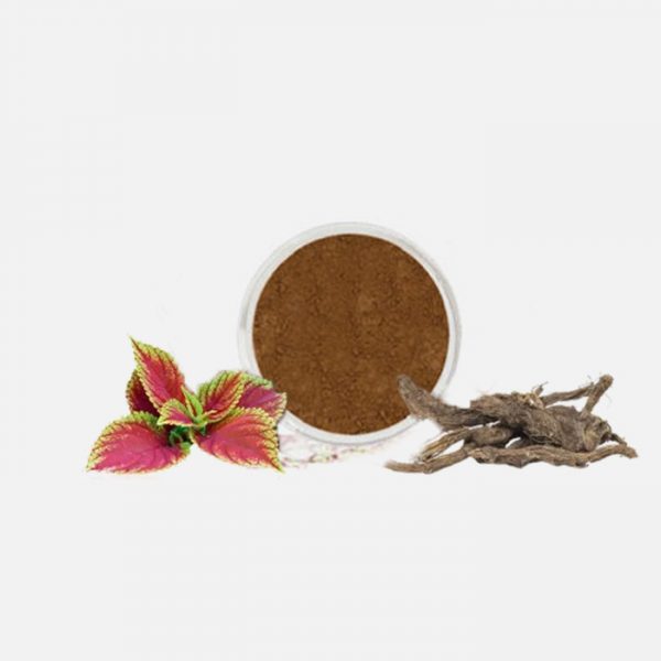 Coleus Forskohlii Extract