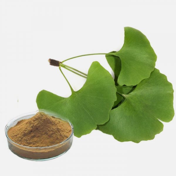 Ginkgo Biloba
