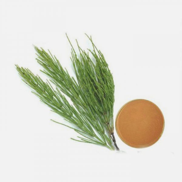 Horsetail (Equisetum Arvense) Extract