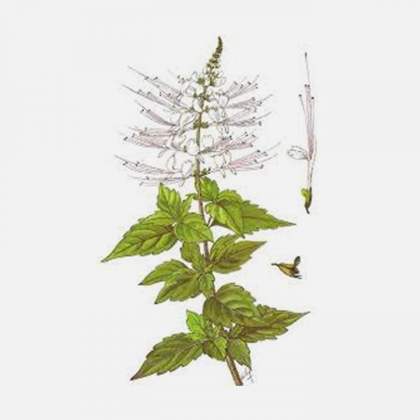 Java Tea (Orthosiphon stamineus) Extract
