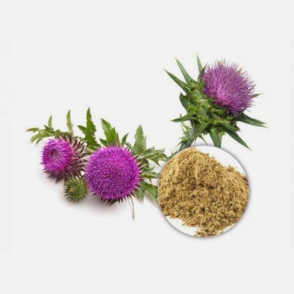 Milk Thistle (Silybum marianum)