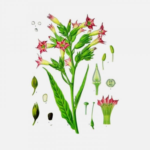 Nicotiana tabacum