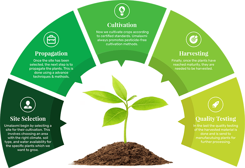Umalaxmi Organics organics process from cultivation to quality testing