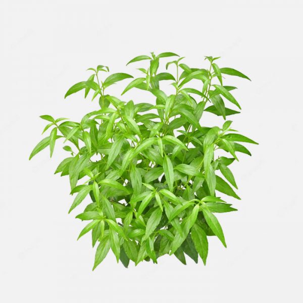 Organic Andrographis Paniculata