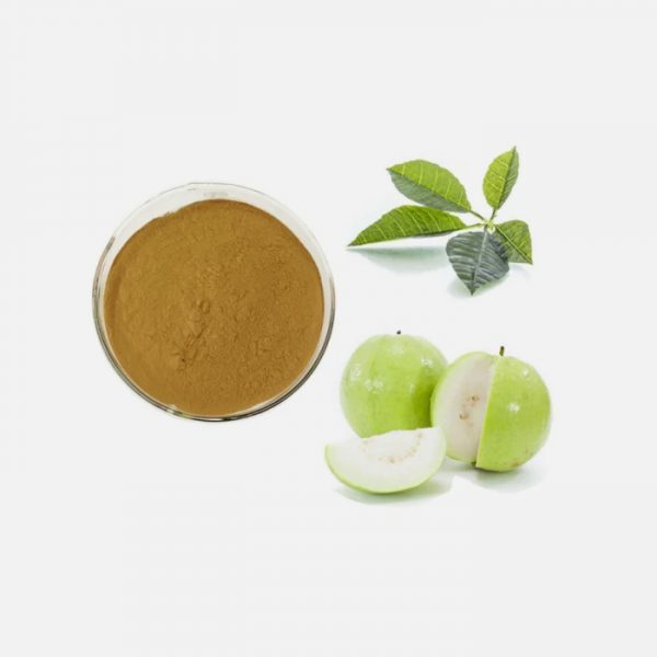 Organic Guava Leaf (Psidium guajava) Extract