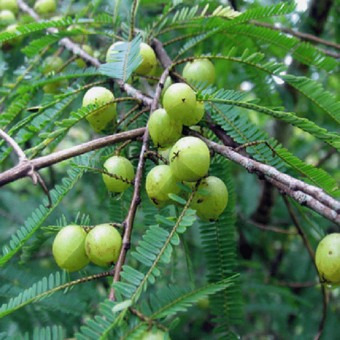 Organic Phyllanthus niruri