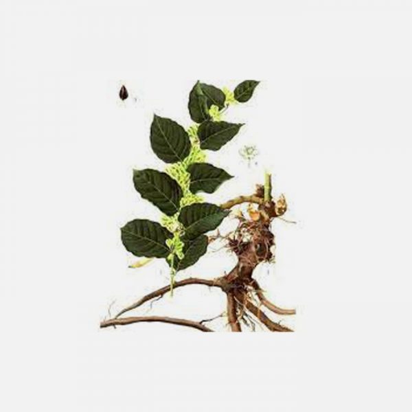 Polygonum Cuspidatum (Reynoutria Japonica)