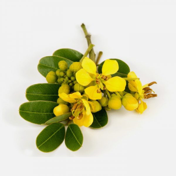 Senna alexandrina
