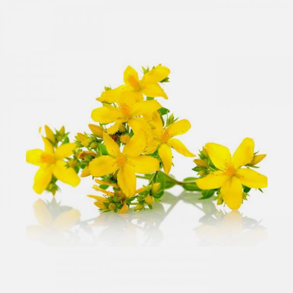 St John’s Wort (Hypericum Perforatum)