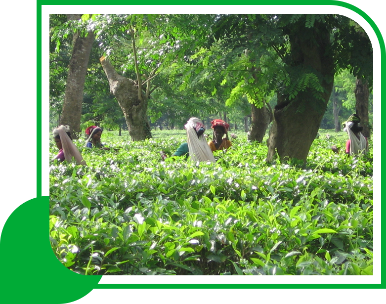 Umalaxmi Organics supporting farmers through sustainable and social initiatives