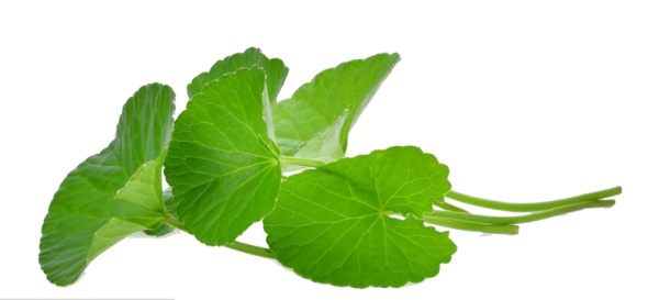 Centella Asiatica