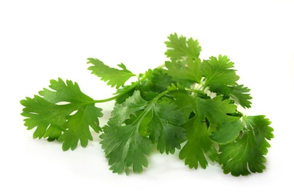 Coriander