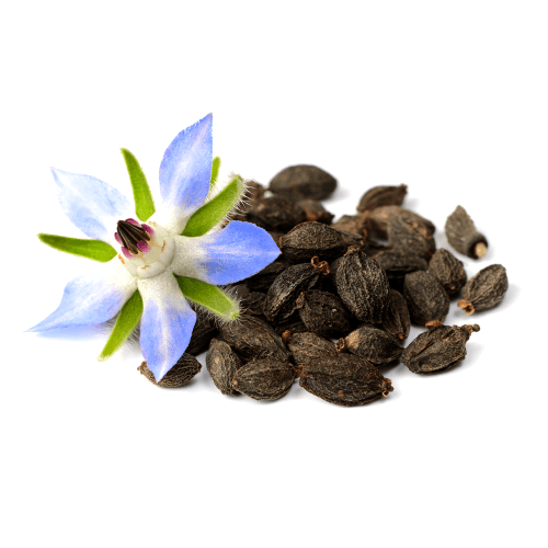 Borage Seed