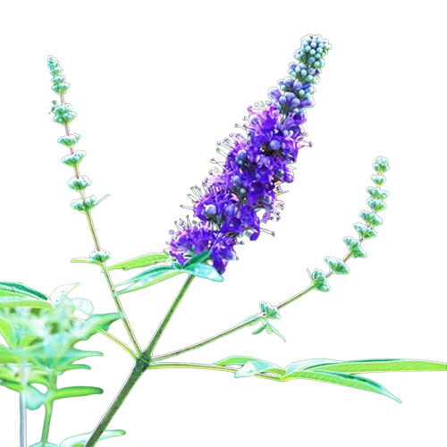 Chaste Berry Extract